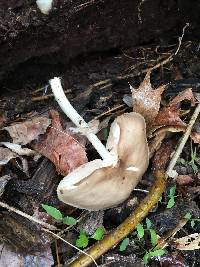 Pluteus cervinus image