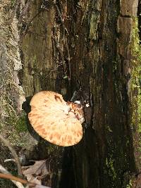 Polyporus squamosus image