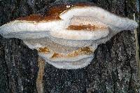 Fomitopsis pinicola image