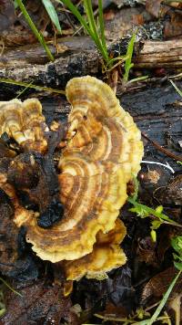 Trametes versicolor image