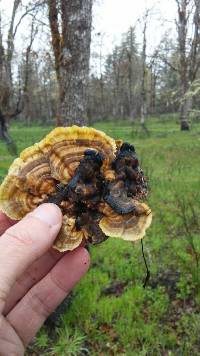 Trametes versicolor image