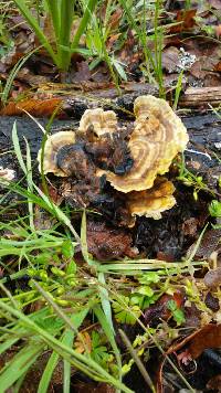 Trametes versicolor image