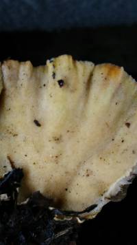 Trametes versicolor image