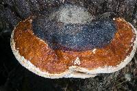 Fomitopsis pinicola image