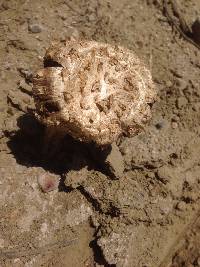 Agaricus texensis image