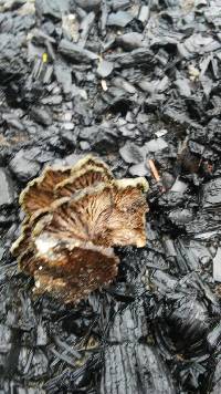 Schizophyllum commune image