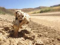 Agaricus texensis image