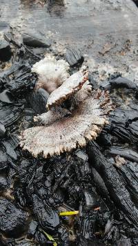 Schizophyllum commune image