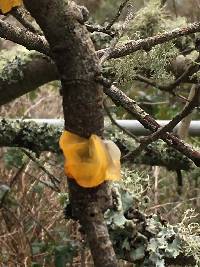 Tremella mesenterica image