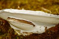 Ganoderma applanatum image