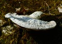 Ganoderma applanatum image