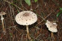 Macrolepiota clelandii image