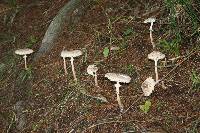 Macrolepiota clelandii image