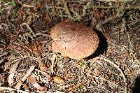 Suillus lakei image