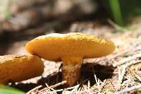 Suillus lakei image