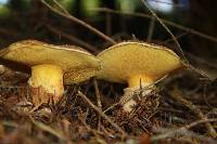 Suillus lakei image