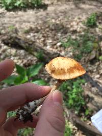 Galerina marginata image