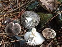 Tricholoma terreum image