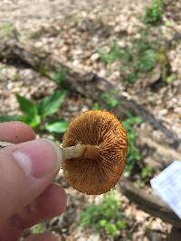 Galerina marginata image