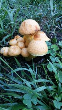 Gymnopilus junonius image