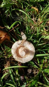 Lactarius pubescens image