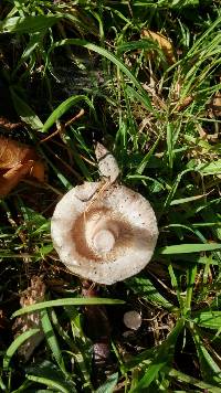 Lactarius pubescens image