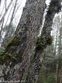 Lobaria pulmonaria image