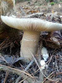 Amanita excelsa image