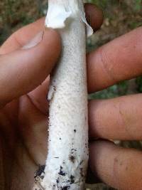 Amanita excelsa image