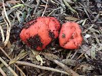 Paurocotylis pila image