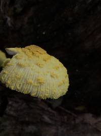 Leucocoprinus birnbaumii image