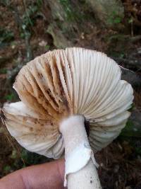 Amanita excelsa image