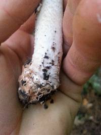 Amanita excelsa image