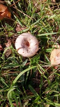 Lactarius pubescens image