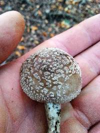 Amanita excelsa image