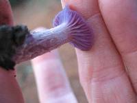 Laccaria amethysteo-occidentalis image