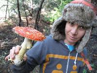 Amanita muscaria image