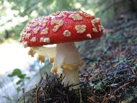 Amanita muscaria image