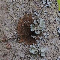 Melanelixia subaurifera image