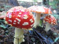 Amanita muscaria image