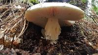 Amanita vernicoccora image