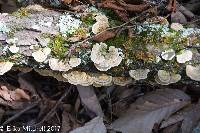 Trametes versicolor image