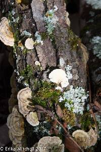 Trametes versicolor image