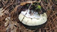 Amanita vernicoccora image