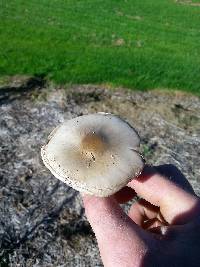 Volvariella gloiocephala image