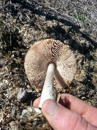 Volvariella gloiocephala image