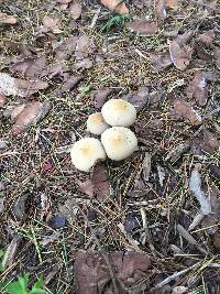 Agrocybe praecox image