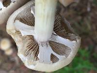 Agrocybe praecox image