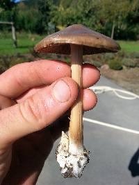 Volvariella gloiocephala image