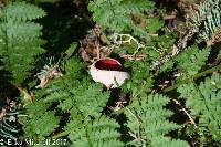 Sarcoscypha coccinea image